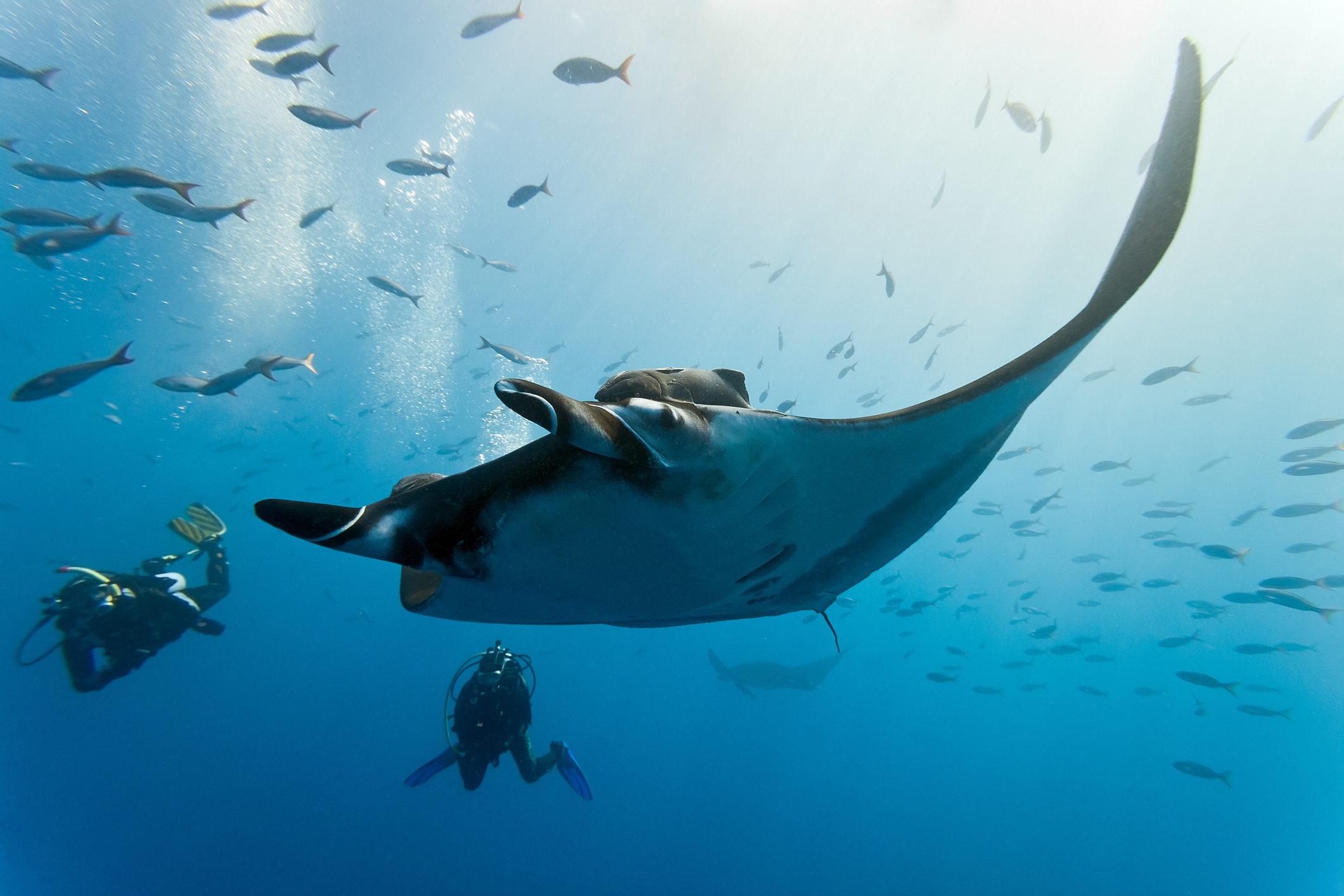 Planning Your Maldives Diving Trip: Practical Guide
