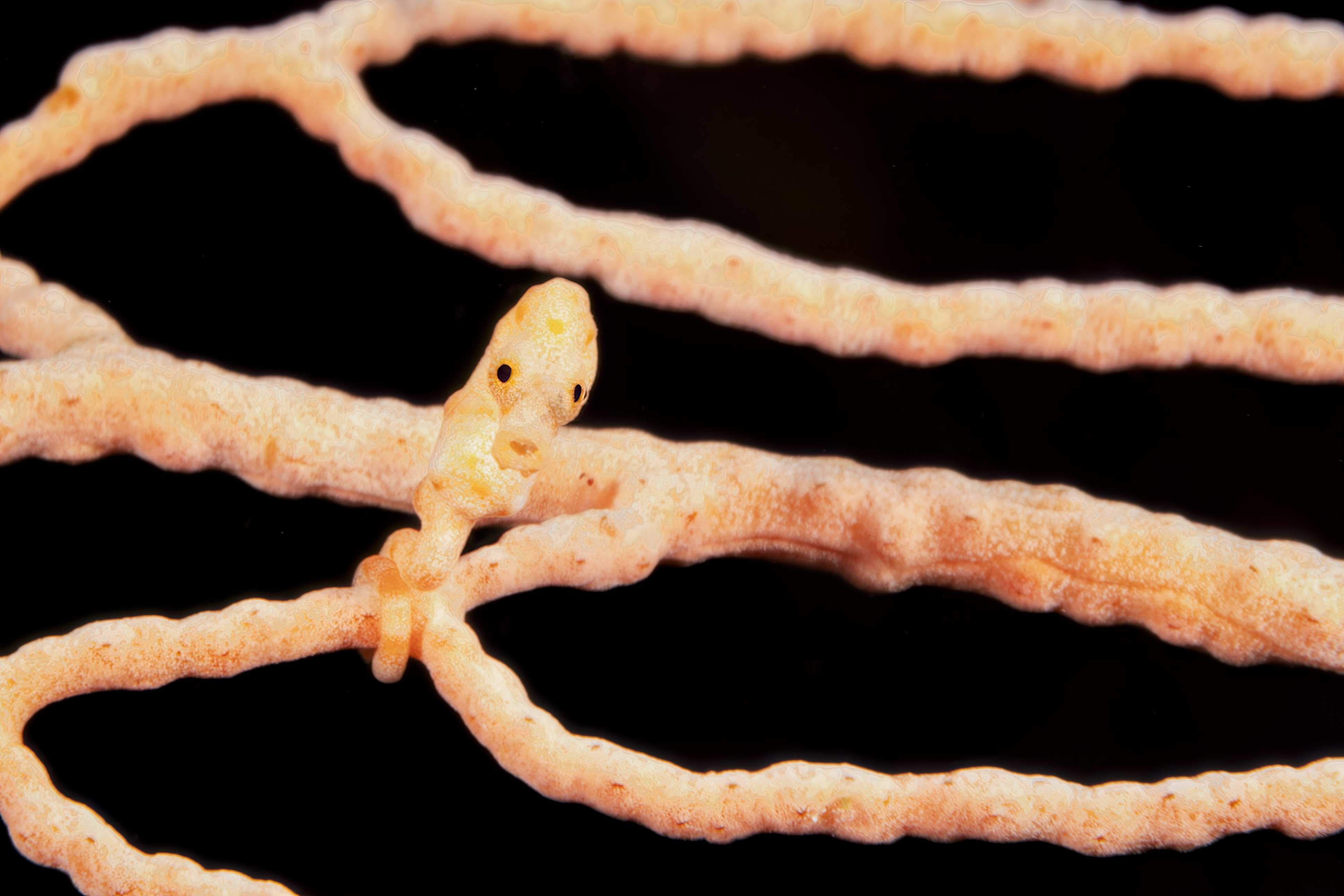 Pygmy Seahorses: Finding Them in Raja Ampat