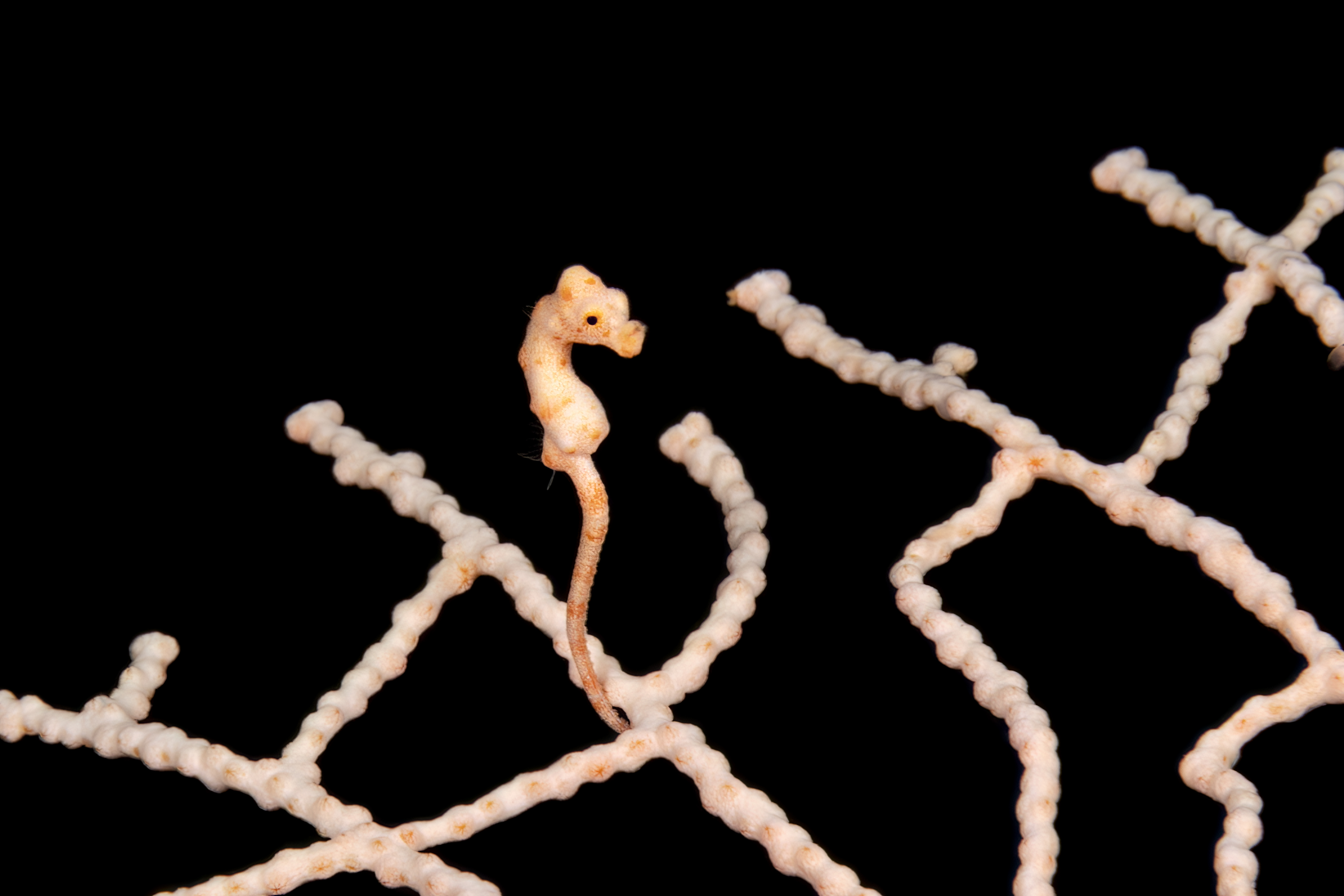 Raja Ampat Liveaboard — The Ultimate Diving Guide