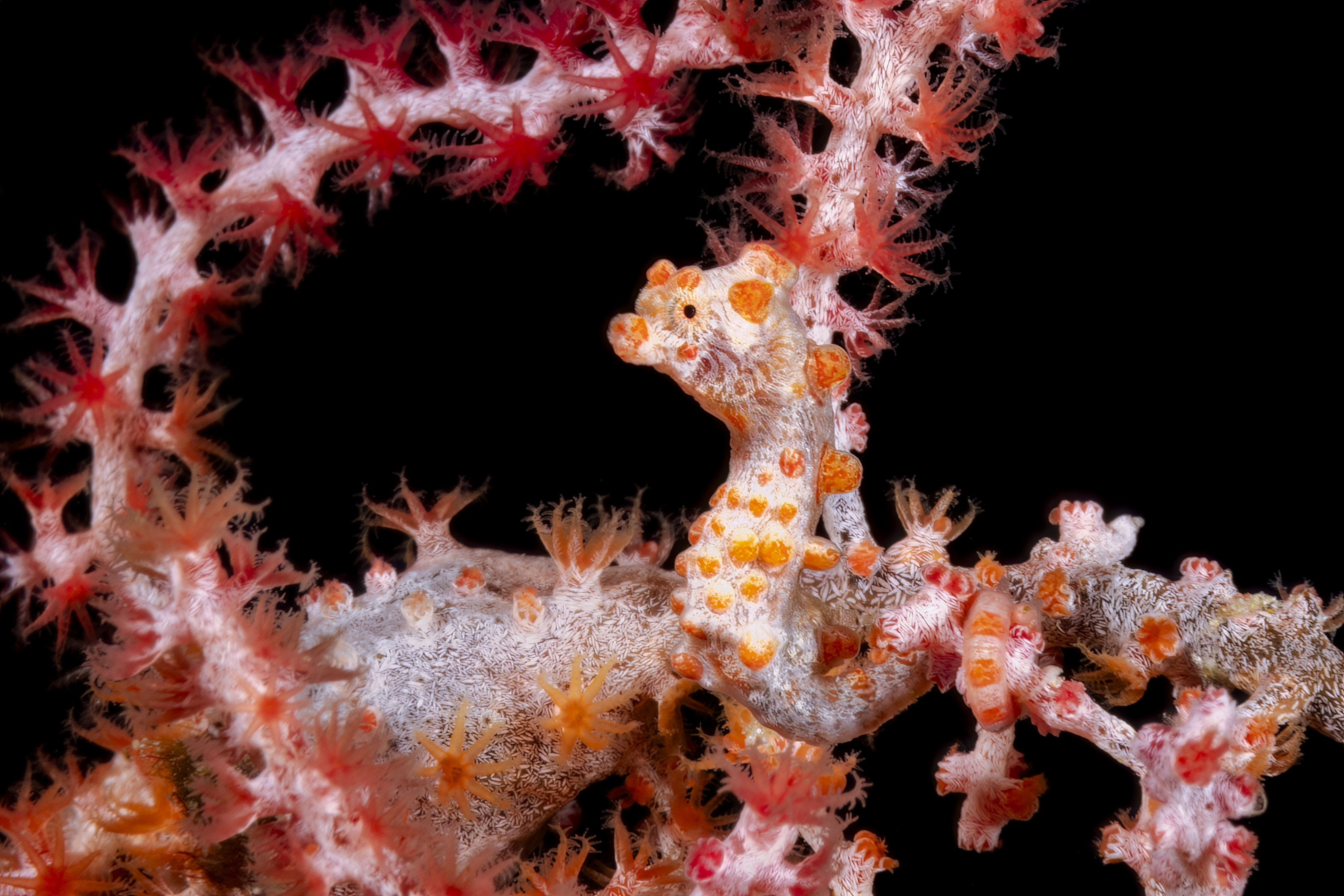 Raja Ampat Marine Biodiversity: World Record Species