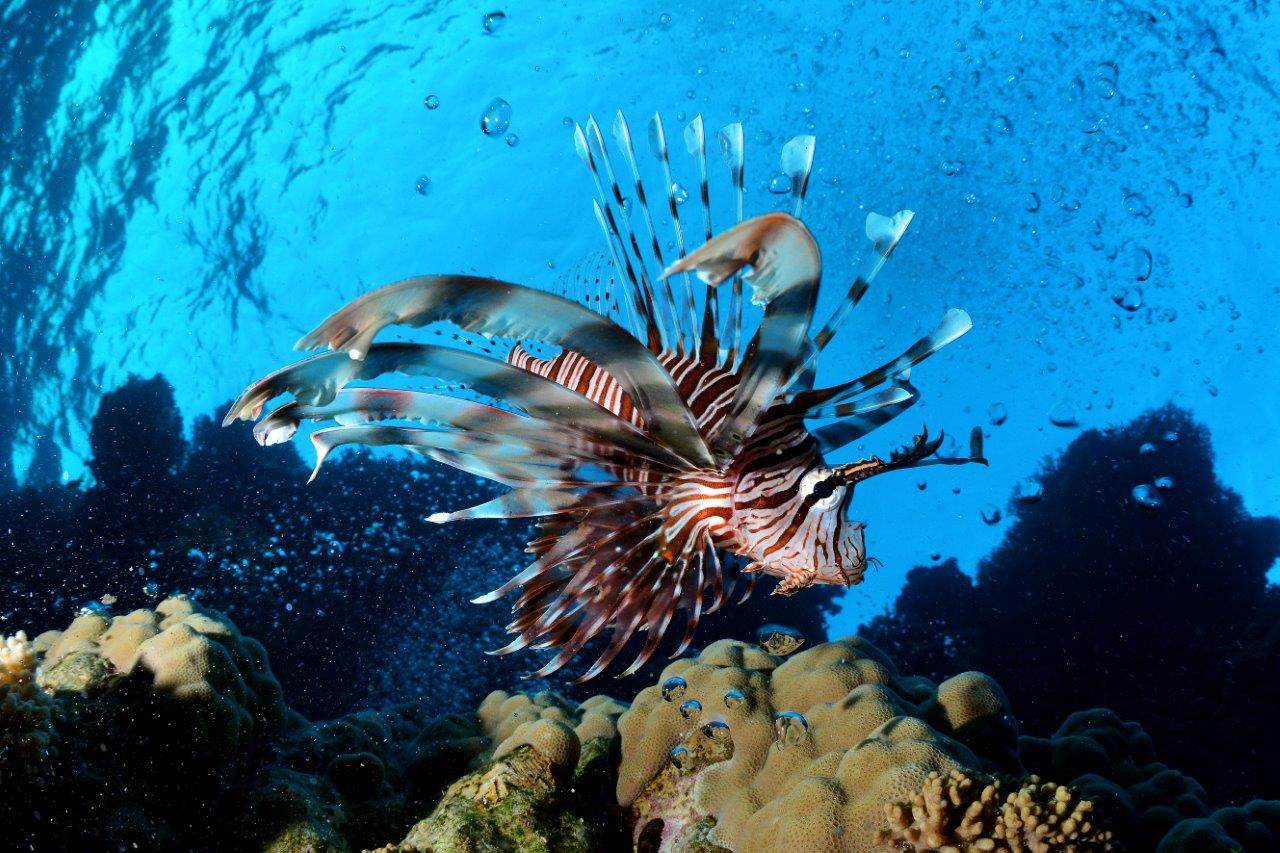 Ras Mohamed National Park: Egypt's Premier Marine Sanctuary