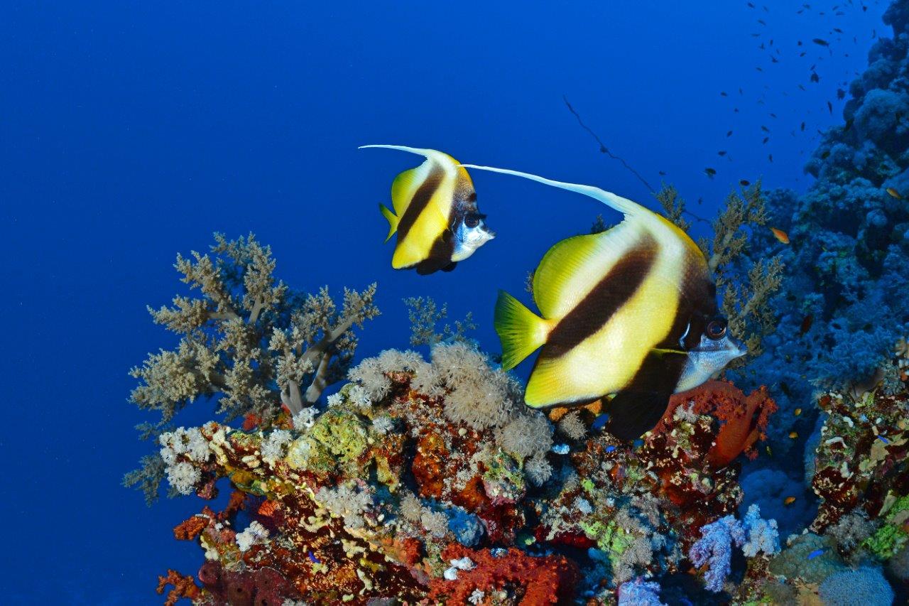 Red Sea Diving Conditions: Visibility, Currents, Temperatures and What to Expect