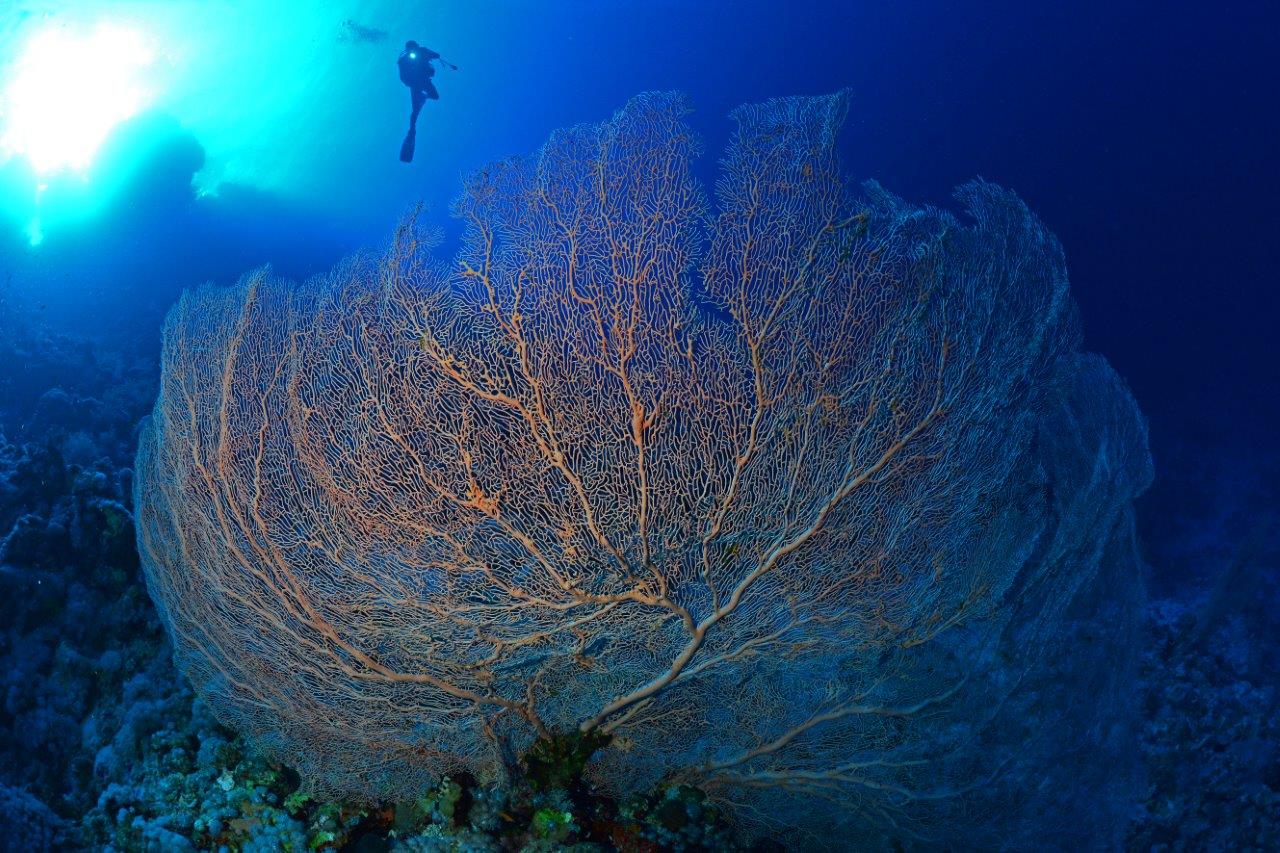 Red Sea Egypt Diver Level Guide: From Beginner to Advanced