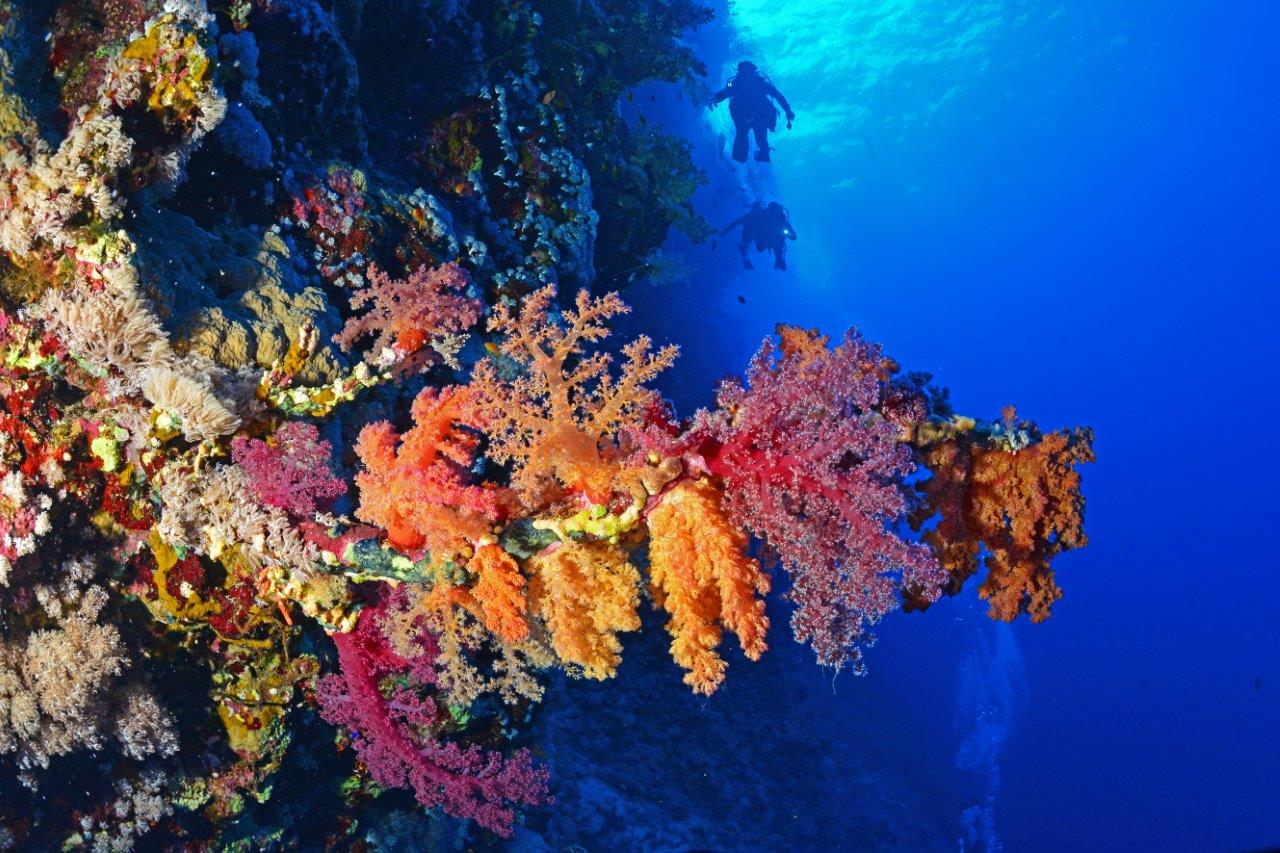 Red Sea Marine Life: The Complete Species Guide for Divers