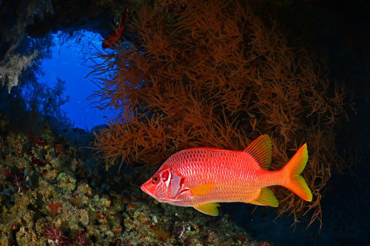 Red Sea Sharks: Complete Species Guide for Divers