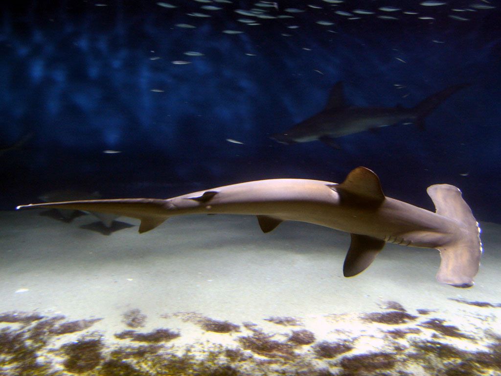 Scalloped Hammerhead (Eusphyra blochii) — espèce marine DUNE