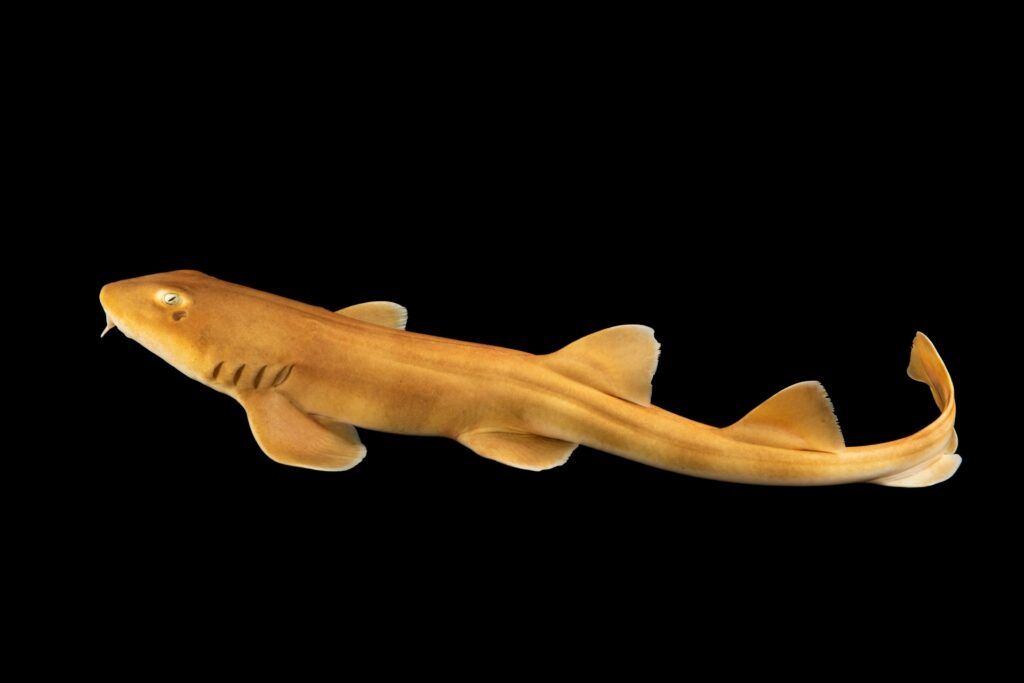 Spotted Bamboo Shark (Chiloscyllium punctatum) — espèce similaire