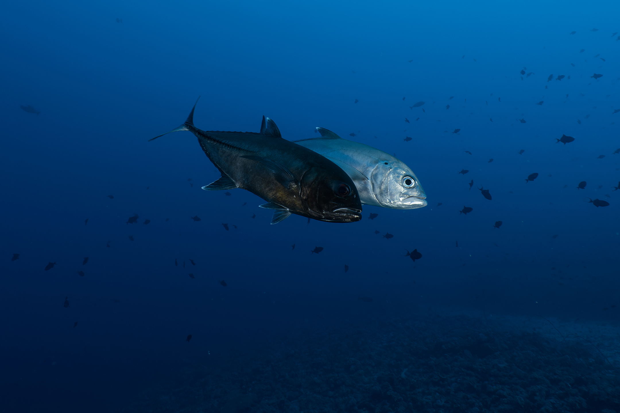 Saudi Arabia Marine Life: Pristine Coral Reefs