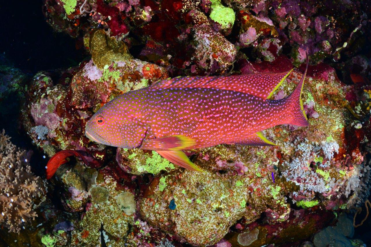 Saudi Arabia Red Sea Diving: The Untouched Paradise