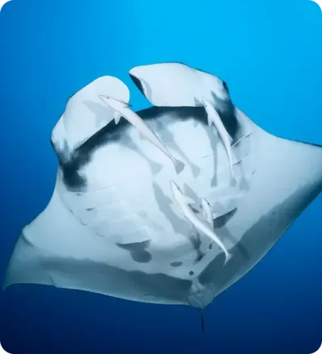 <p class="p1"><i>Pourquoi choisir un séjour plongée à Nosy Be avec DUNE Sakalav ?</i></p>