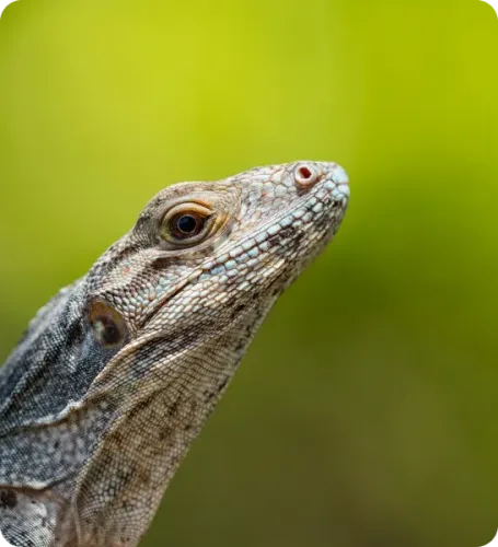 <p class="p1"><i>Une découverte du Mexique entre première plongée, cénotes et culture maya</i></p>