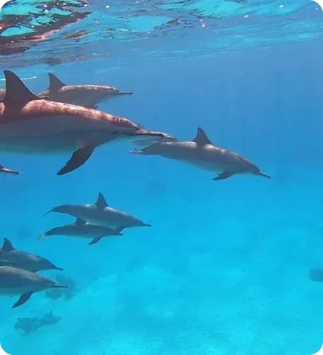 <p class="p1"><i>Une croisière plongée en Égypte entre sites majeurs et récifs du sud</i></p>