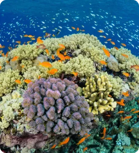 <p class="p1"><i>Une croisière plongée en Égypte au cœur des récifs du grand sud</i></p>