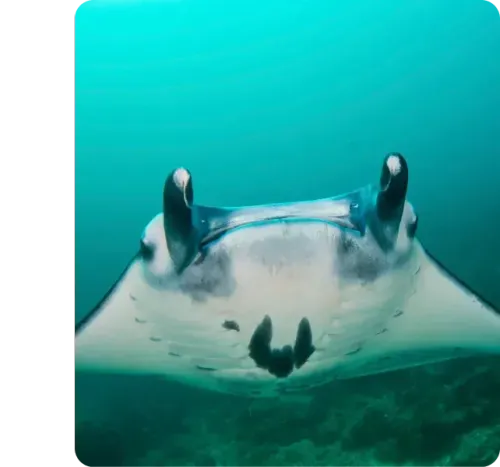 <p class="p1"><i>Découvrez notre croisière</i></p>