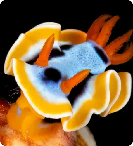 <p class="p1"><i>Découvrez notre croisière</i></p>