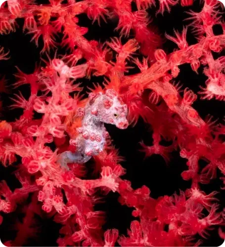 <p class="p1"><i>Découvrez notre croisière</i></p>