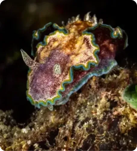 <p class="p1"><i>Découvrez notre croisière</i></p>