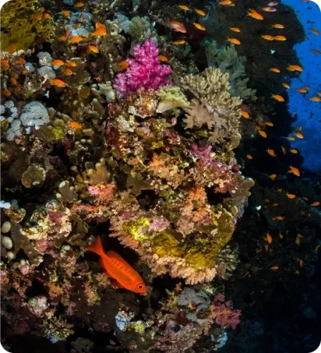 <p class="p1"><i>Découvrez notre croisière</i></p>