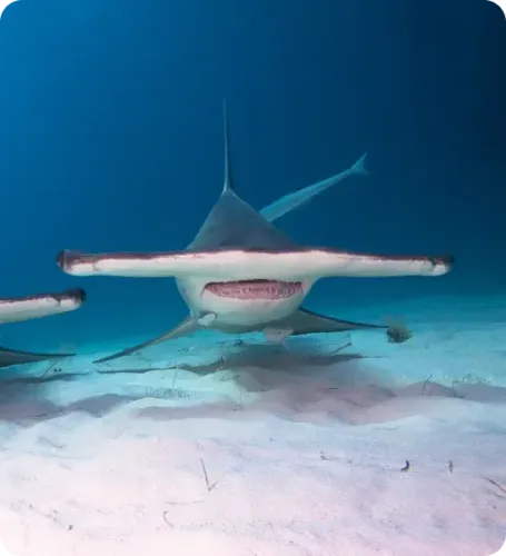 <p class="p1"><i>Découvrez notre croisière</i></p>