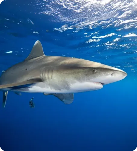 <p class="p1"><i>Découvrez notre croisière</i></p>