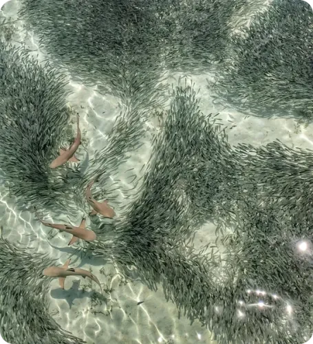 <p class="p1"><i>Découvrez notre croisière</i></p>