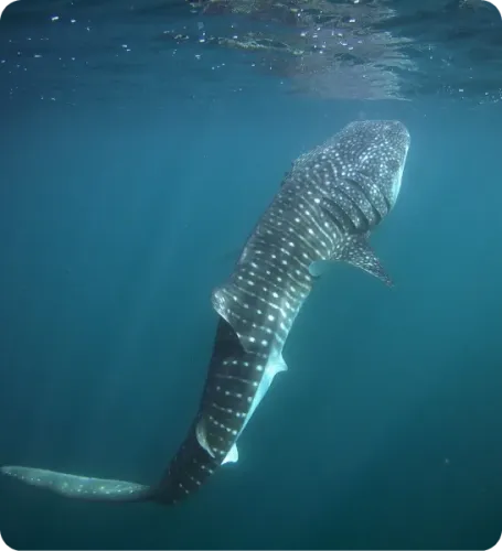 <p class="p1"><i>Découvrez notre croisière</i></p>