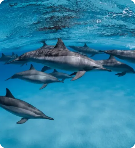 <p class="p1"><i>Découvrez notre croisière</i></p>