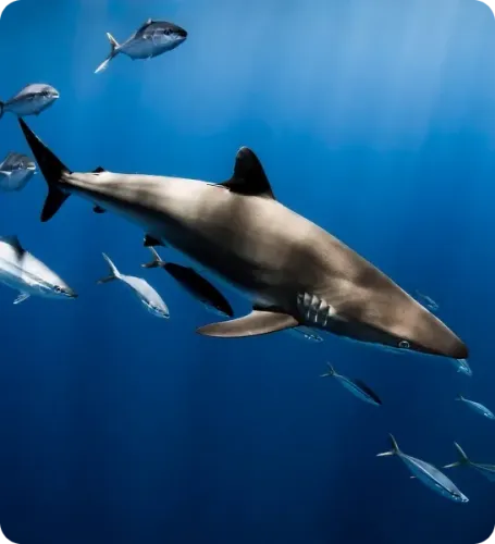 <p class="p1"><i>Découvrez notre croisière</i></p>