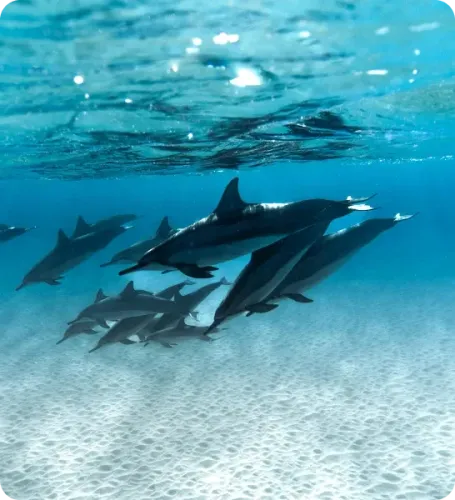 <p class="p1"><i>Découvrez notre croisière</i></p>