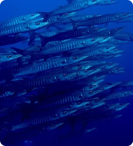 <p class="p1"><i>Découvrez notre croisière</i></p>