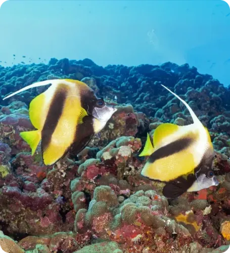 <p class="p1"><i>Une croisière plongée en Arabie Saoudite au cœur des récifs de Farasan Banks</i></p>