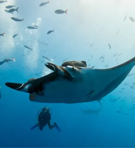 <p class="p1"><span class="s1">Plongée aux Maldives : le «&nbsp;Must-do&nbsp;»</span></p>