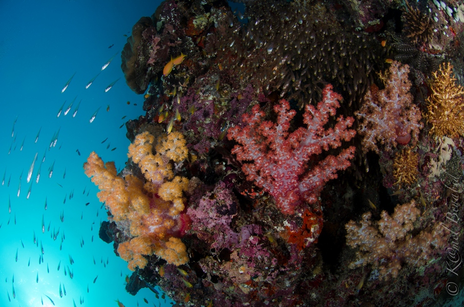 Thila Diving in the Maldives — Pinnacles & Overhangs