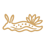 Nudibranches