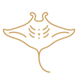 Raie Manta