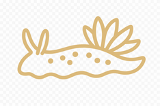 Nudibranch 