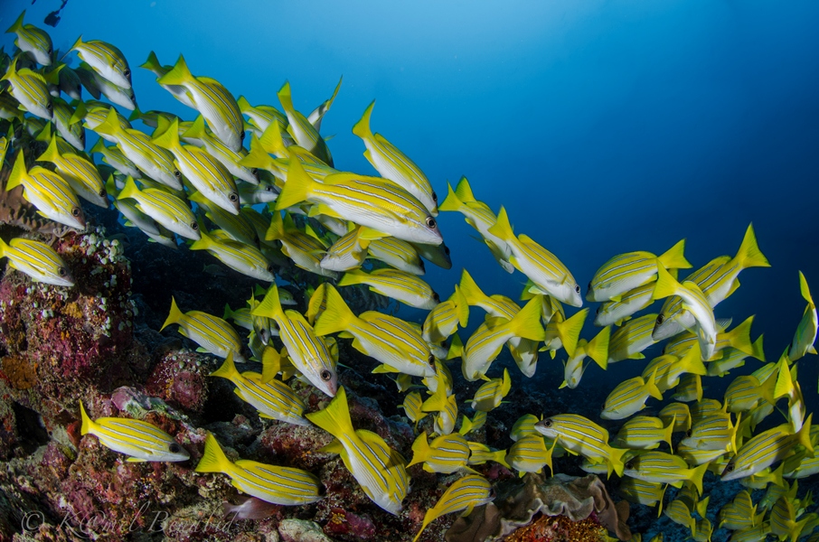 Ultimate Guide to Maldives Liveaboard Diving