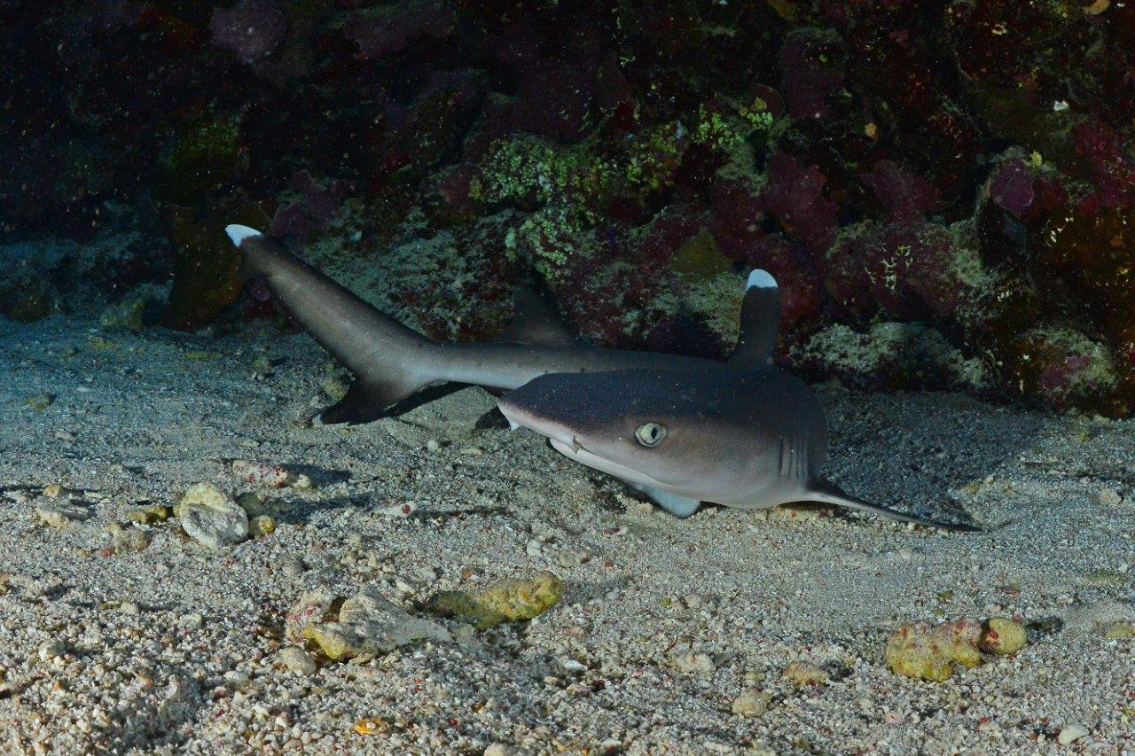 Ultimate Guide to Red Sea Liveaboard Diving