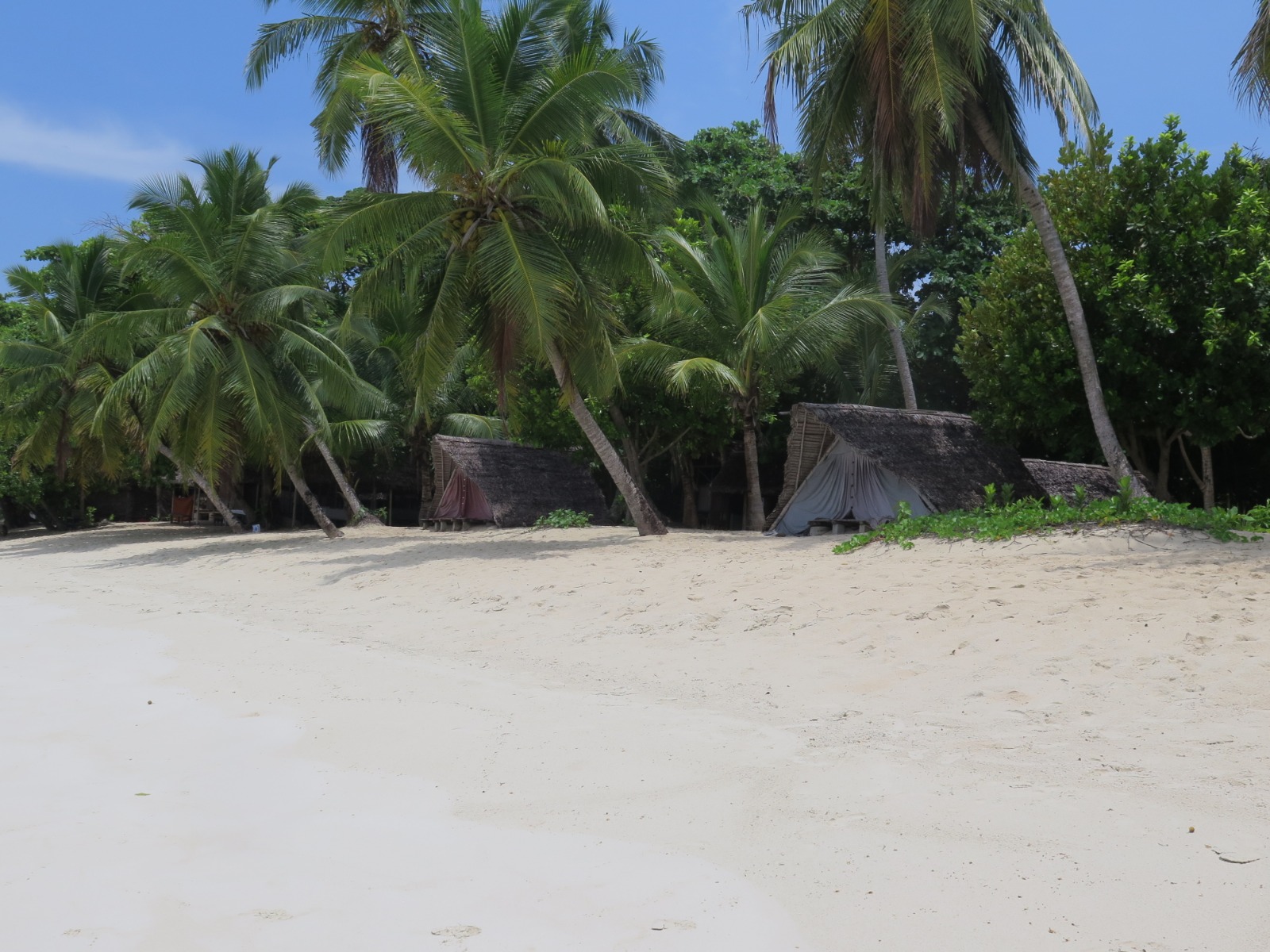 Whale Sharks in Madagascar: Season & Best Spots