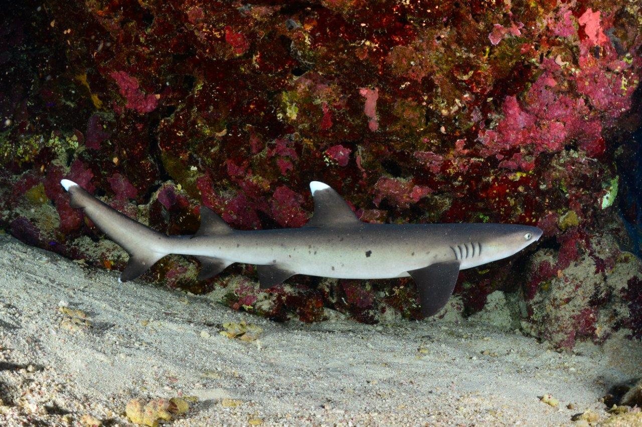 Why Choose DUNE for Your Egypt Diving Cruise?