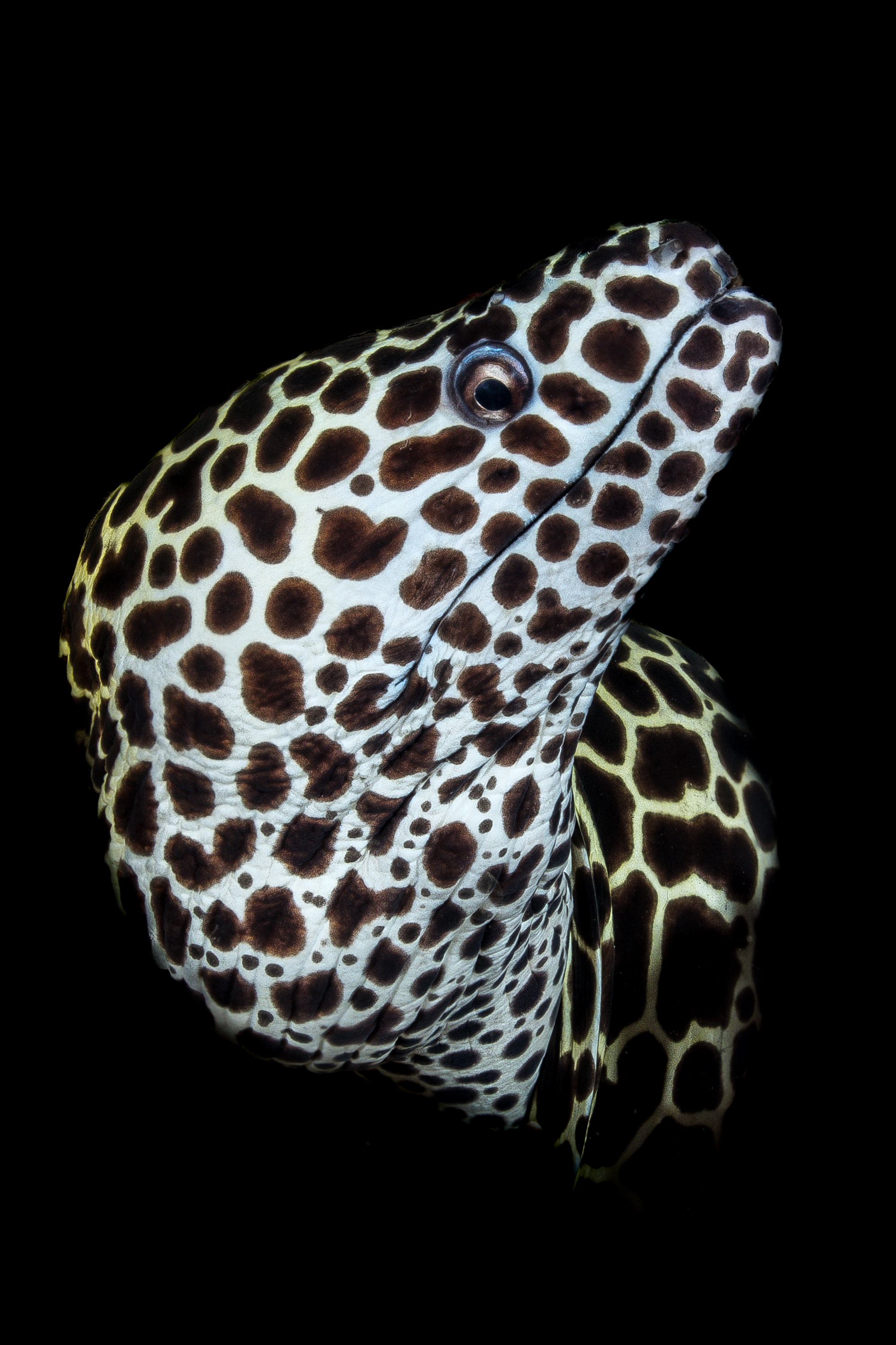 Why Choose DUNE for Your Maldives Diving Cruise
